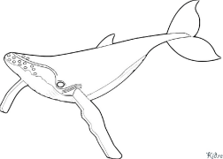 whale Coloring Pages To Print